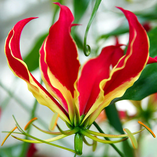 Red Rothschildiana flower seeds