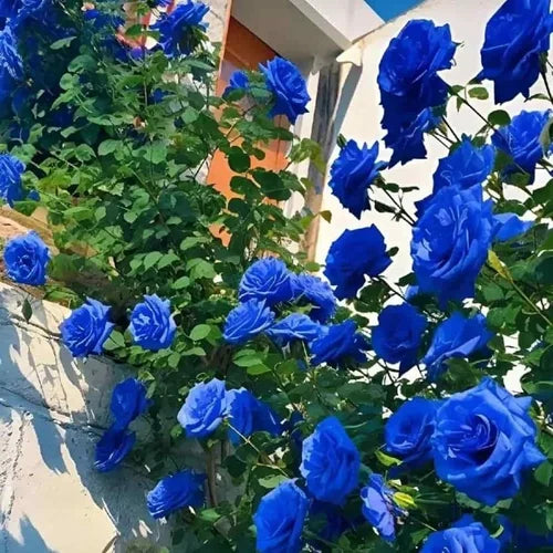 Blue Rose flower seeds