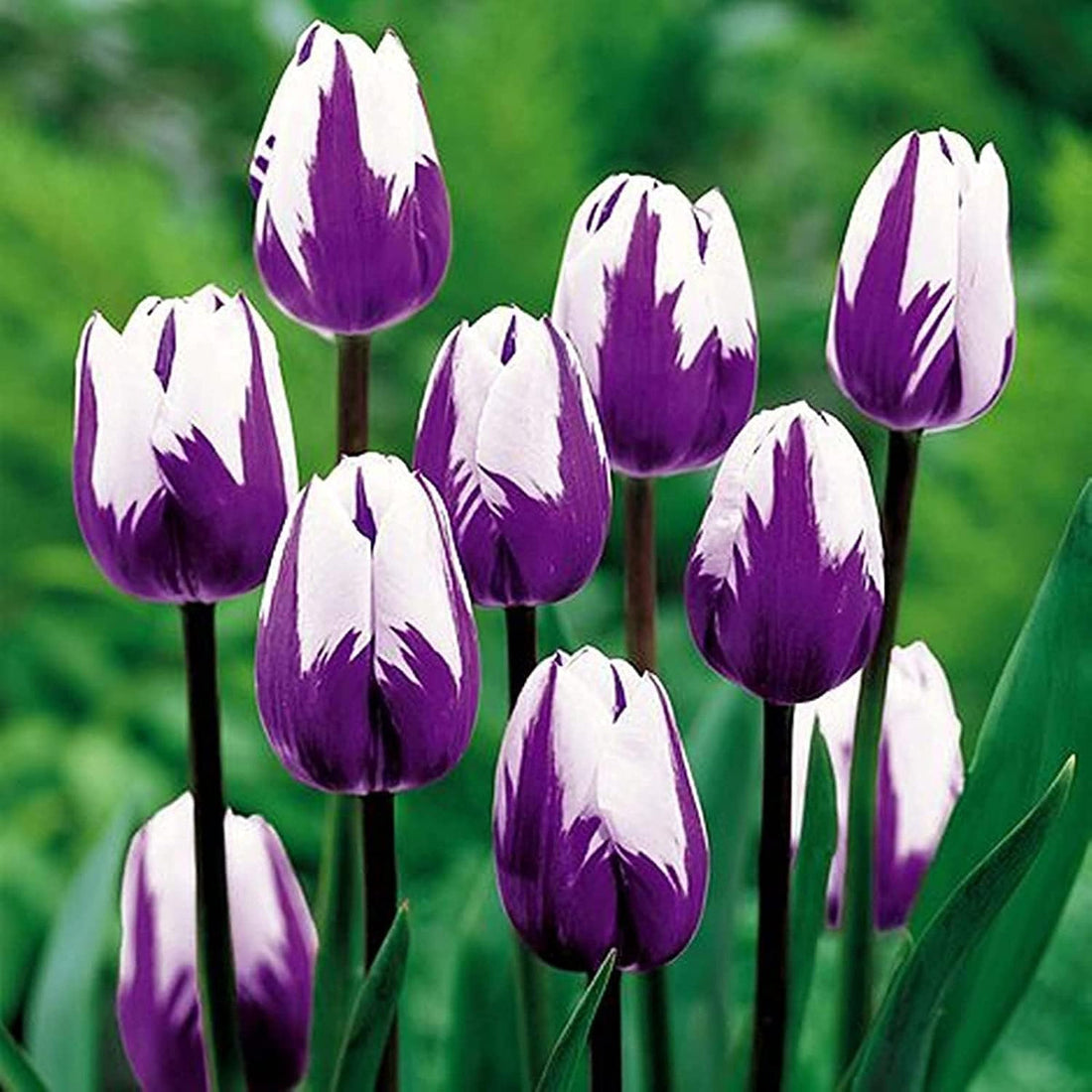 White Purple flower seeds