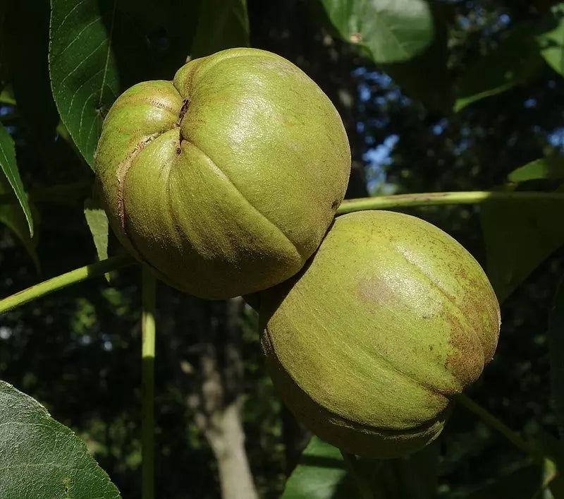 kingnut hickory seeds