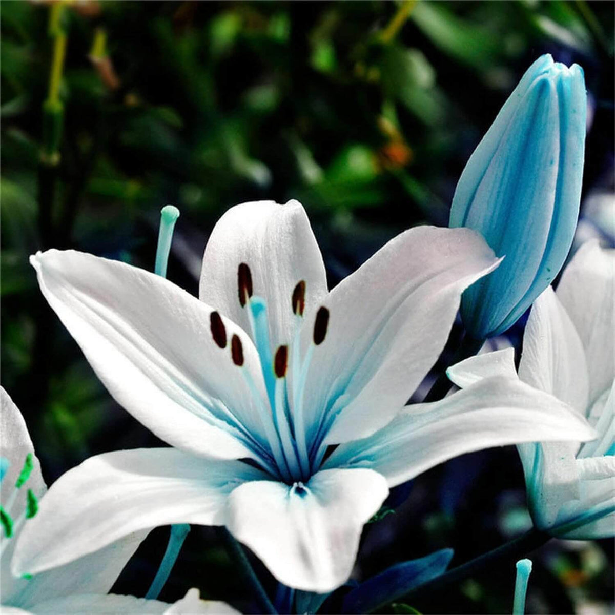 Blue Lily plant