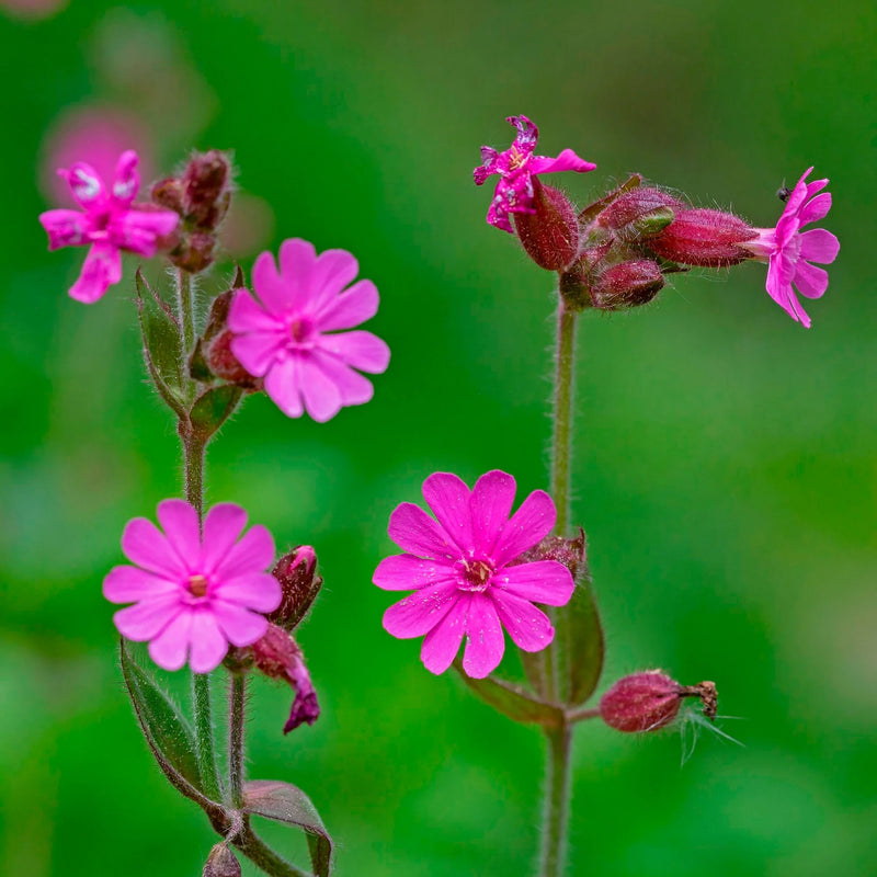 Pink Campion Flower Seeds for Planting – Heirloom Non-GMO Garden Seeds
