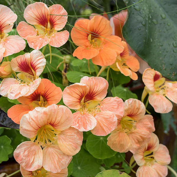 Peach Nasturtium flower seeds