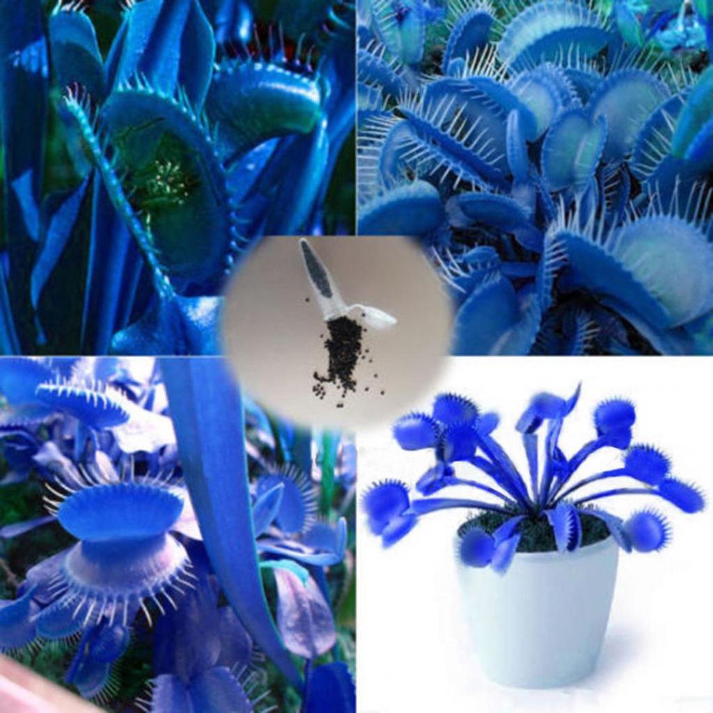 Blue Venus flower seeds