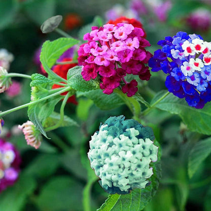 Mixed Color Lantana Flower Seeds for Planting – Heirloom Non-GMO Garden Seeds