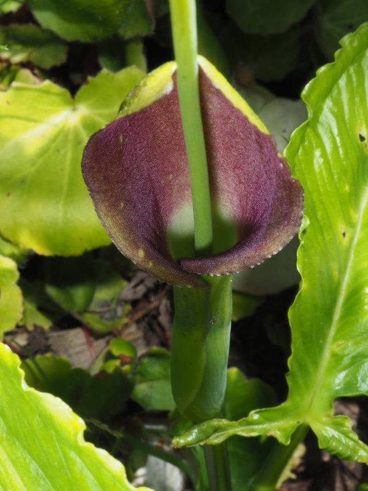 Pinellia flower seeds