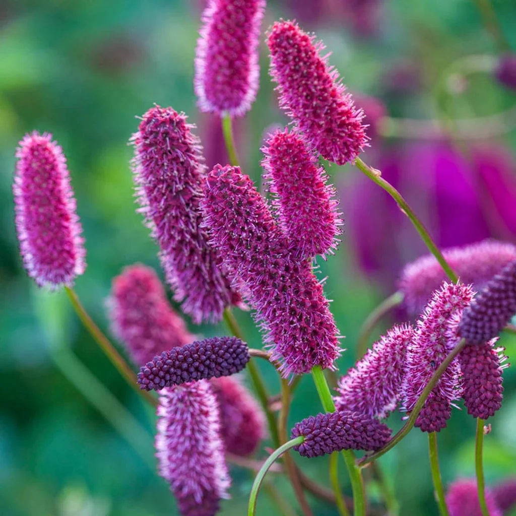 Menzies Burnet flower seeds