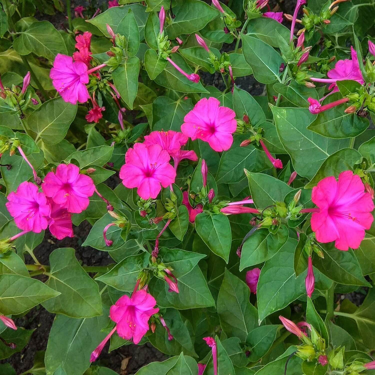 Four O 'Clock plant