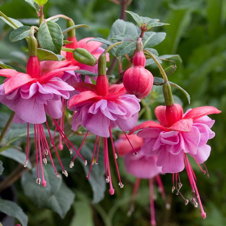 Double Petals flower seeds