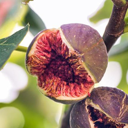 Madeira Fig Fruit Seeds for Planting – Heirloom Non-GMO Garden Seeds
