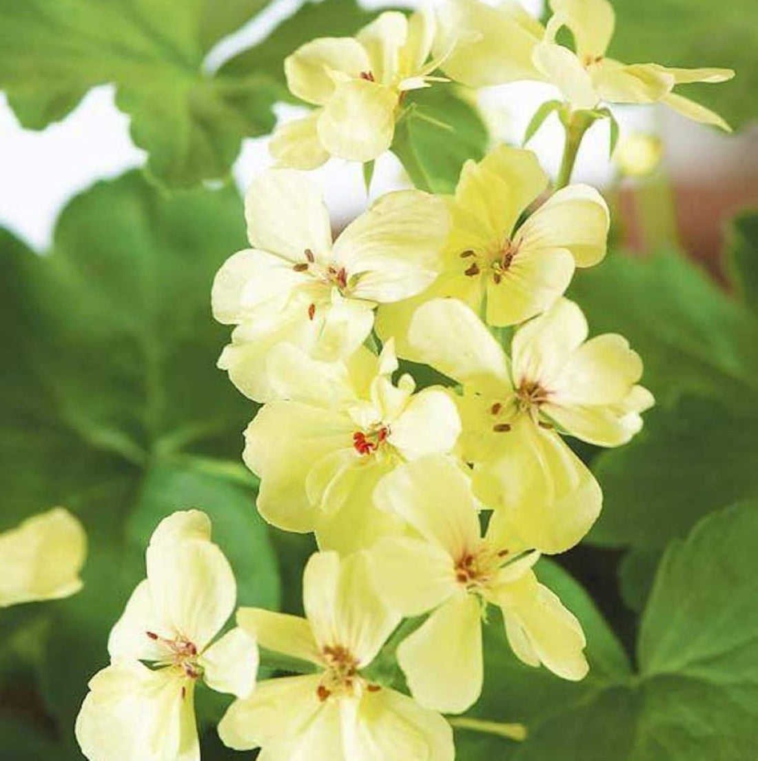 Yellow Geranium flower seeds