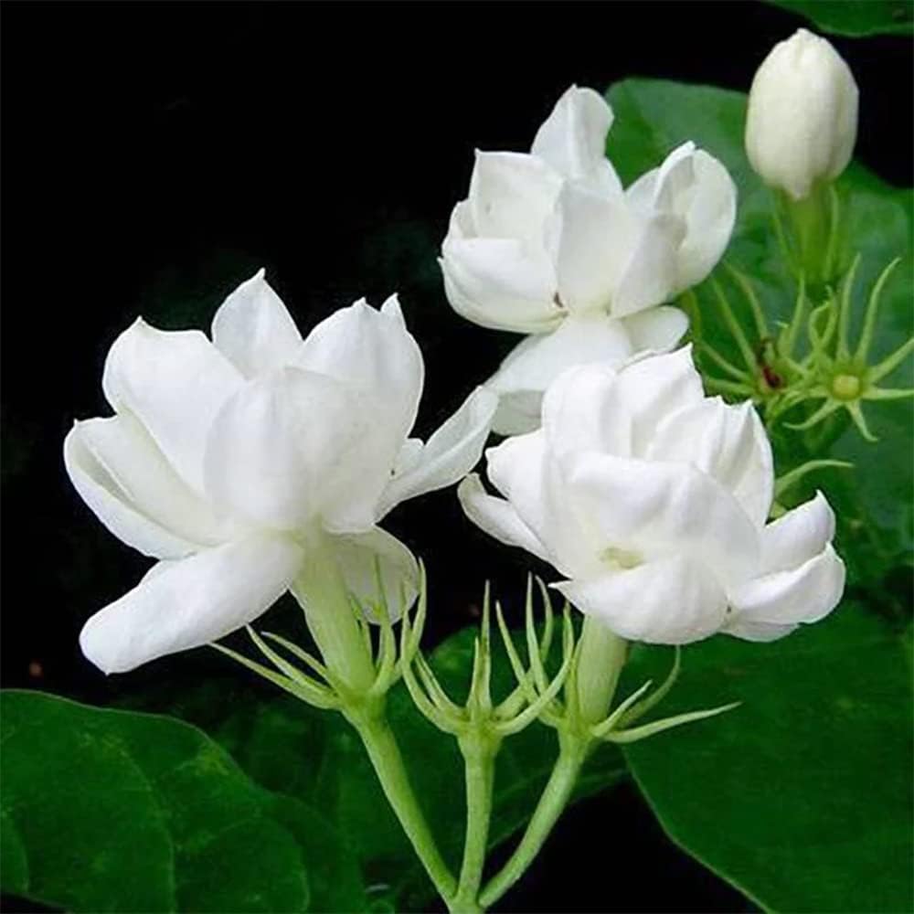 Arabian Fragrant Jasmine plant