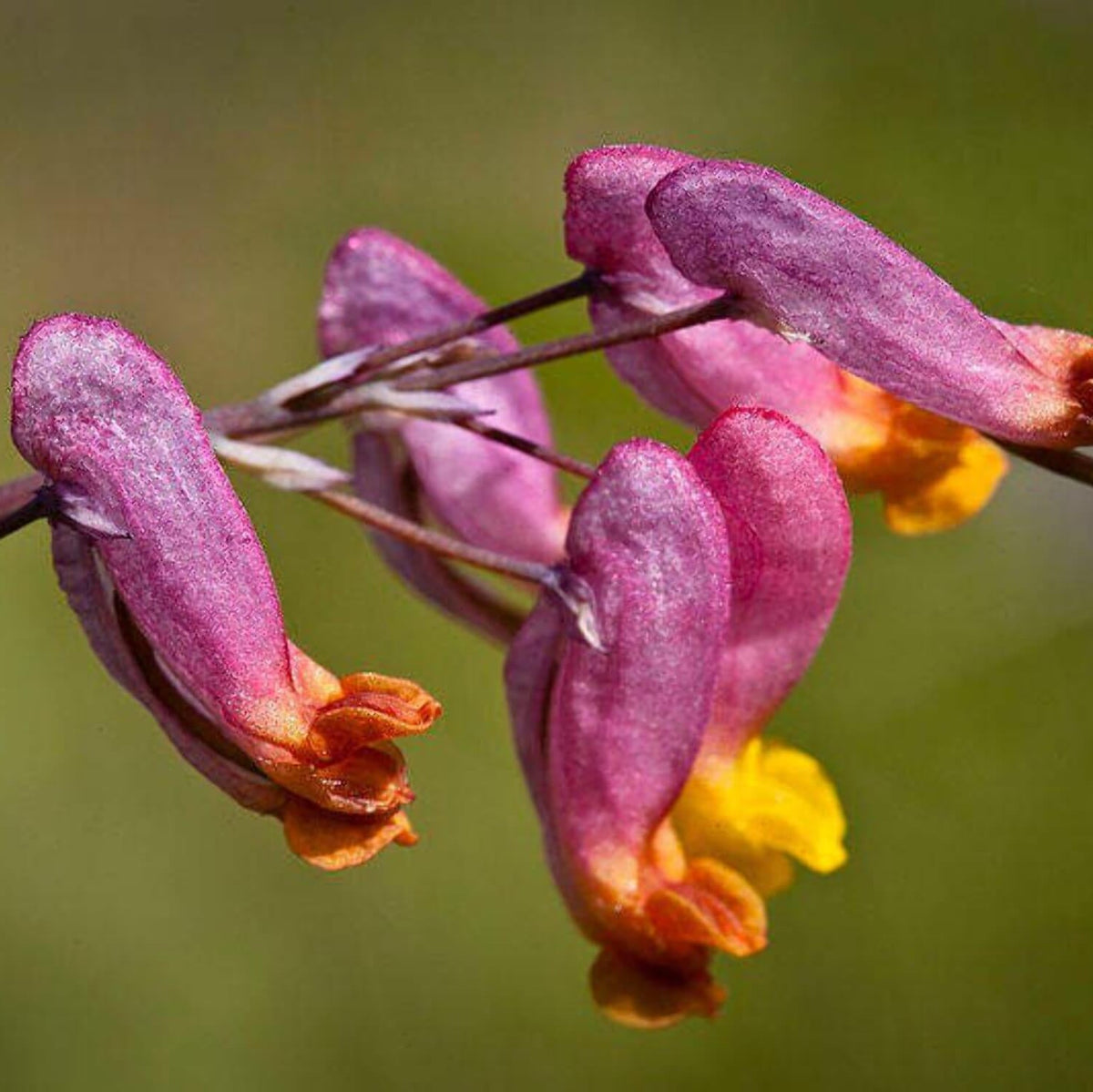 Pink Rock Harlequin plant