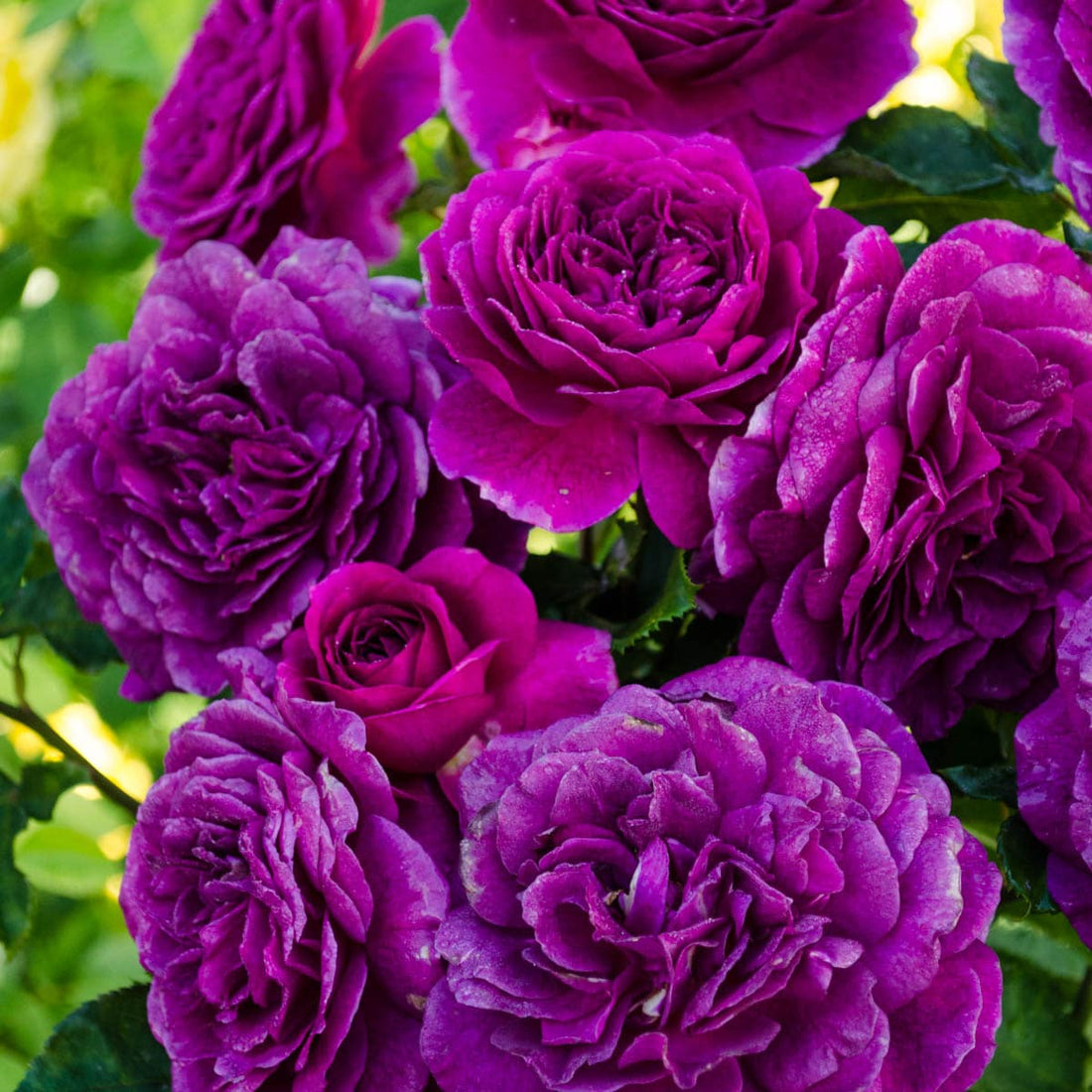 Purple Climbing flower seeds