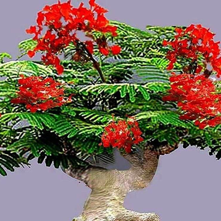 Flamboyant Flame Tree plant