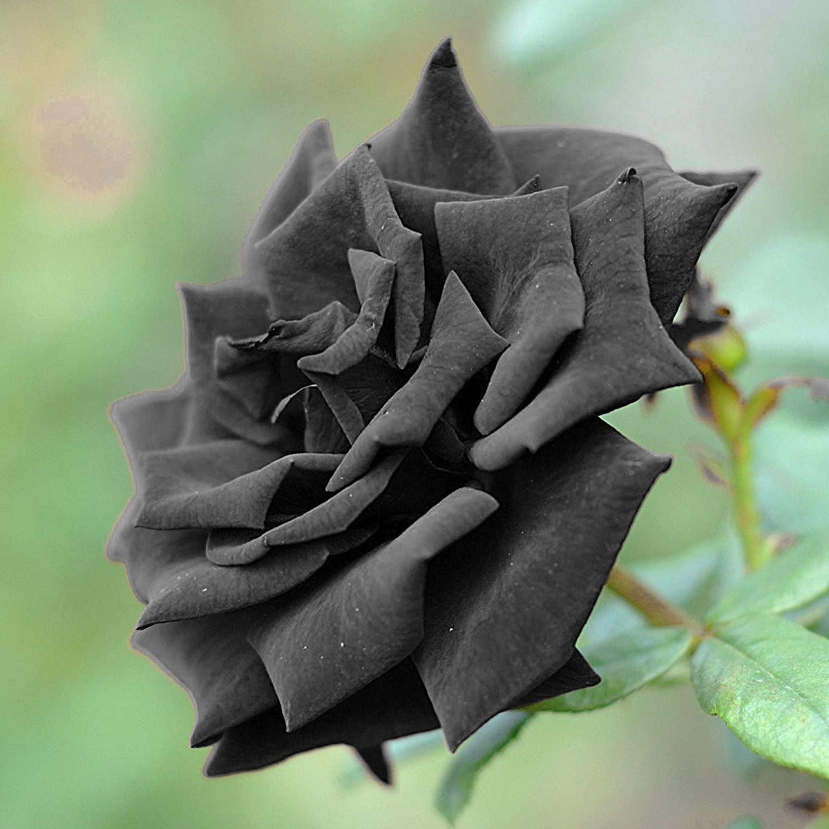 Black Rose plant