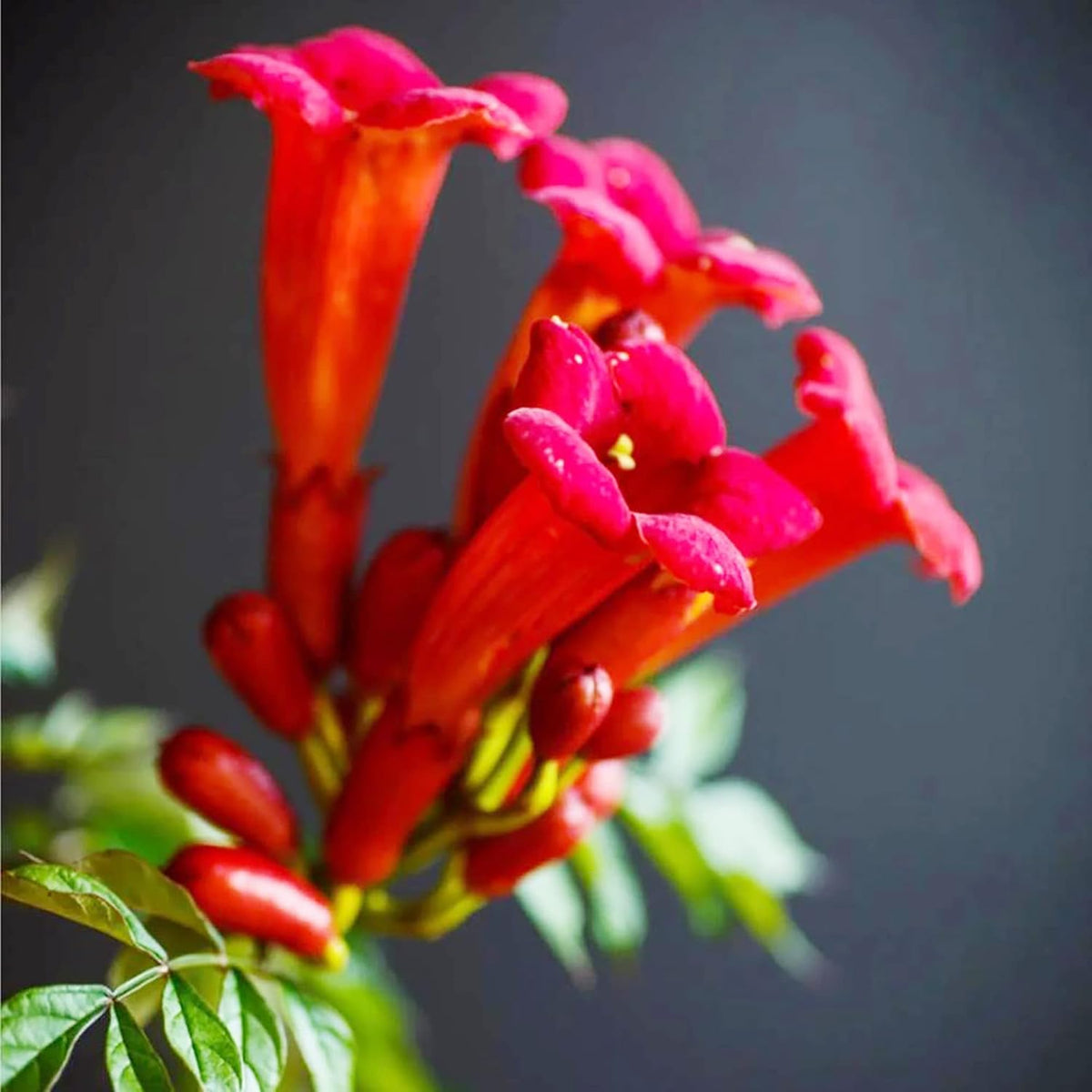 Red Trumpet Vine plant