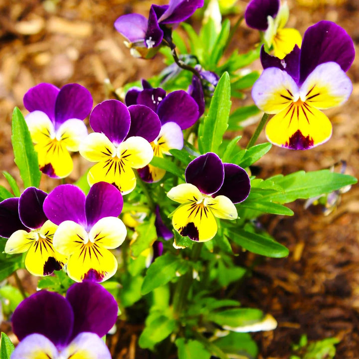 Johnny Jump flower seeds