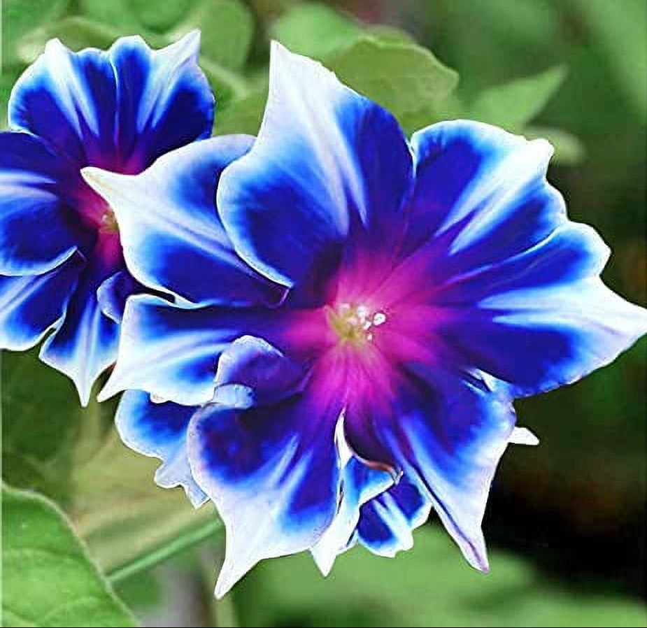White Morning Glory plant