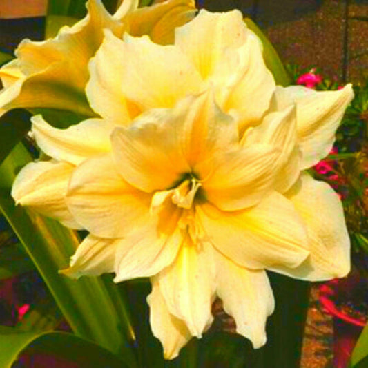 Yellow Amaryllis flower seeds