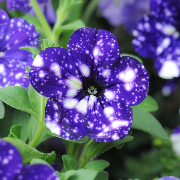 Blue White flower seeds