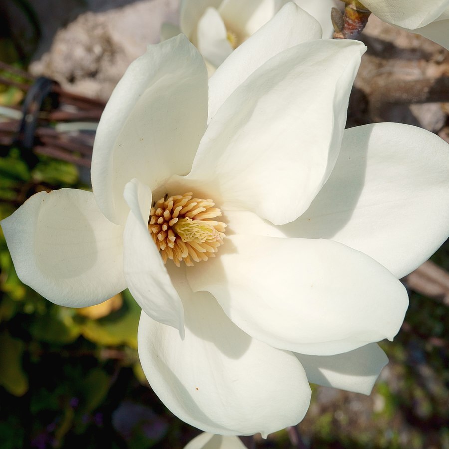 Yulan Magnolia flower seeds
