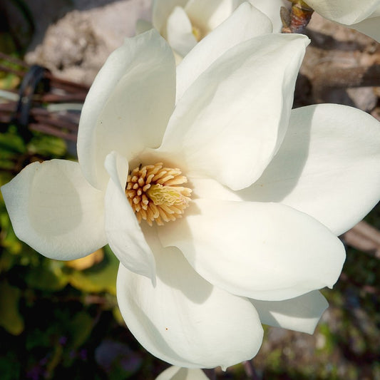 Yulan Magnolia flower seeds