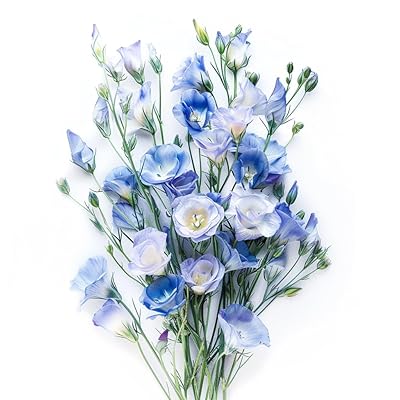 Silk Blue flower seeds