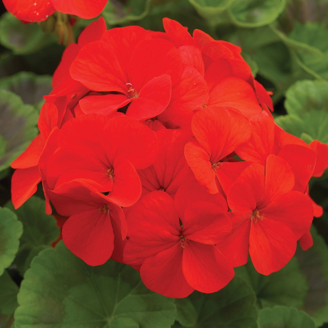 Red Geranium flower seeds