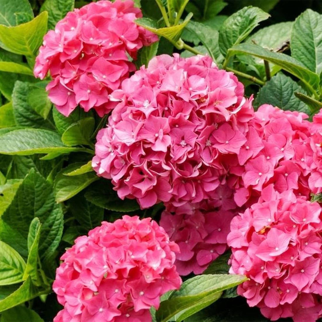 Pink Hydrangea flower seeds