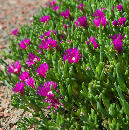 Lavender Delosperma flower seeds