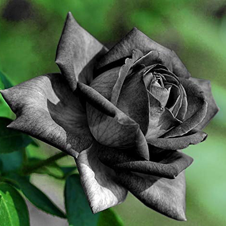 Black Rose plant