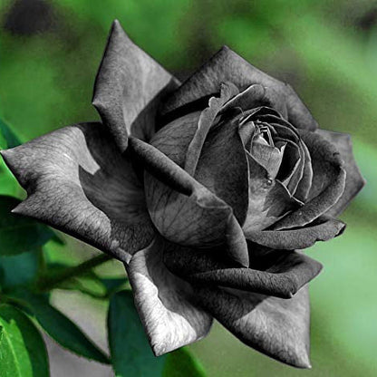 Black Rose plant