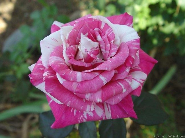 Pink White Stripe Rose Flower Seeds for Planting – Unique Garden Rose Blooms