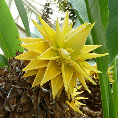 yellow lasiocarpa fruit seeds