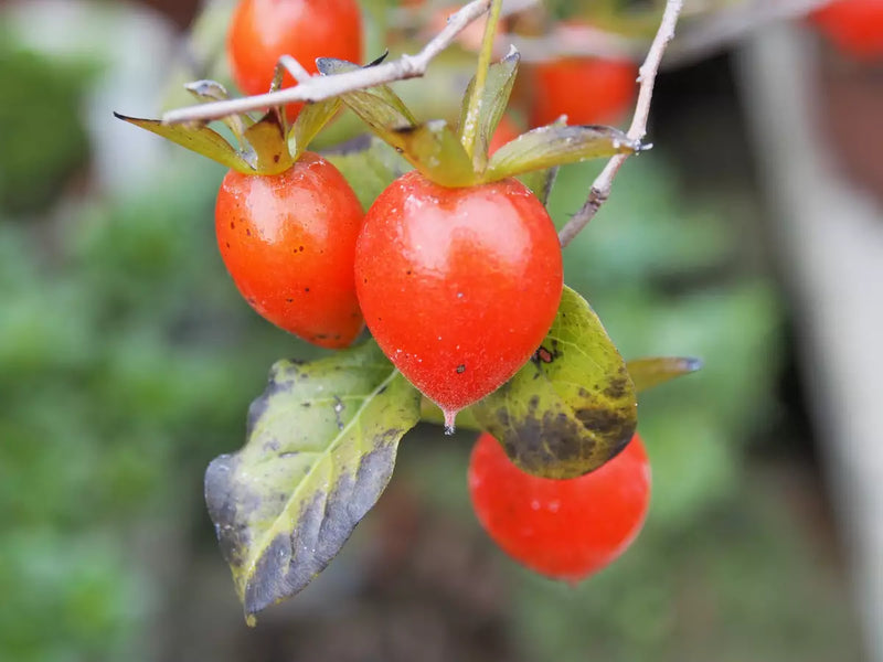 Red Rhombifolia Fruit Seeds for Planting – Heirloom Non-GMO Garden Seeds