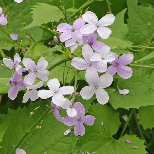 Lunaria flower seeds