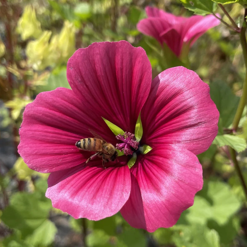 Pink Malope Flower Seeds for Planting – Heirloom Non-GMO Garden Seeds