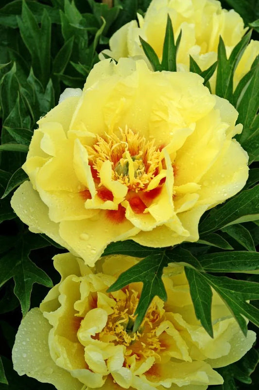 Bartzella flower seeds