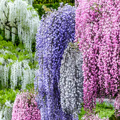 Multicolored Wisteria flower seeds