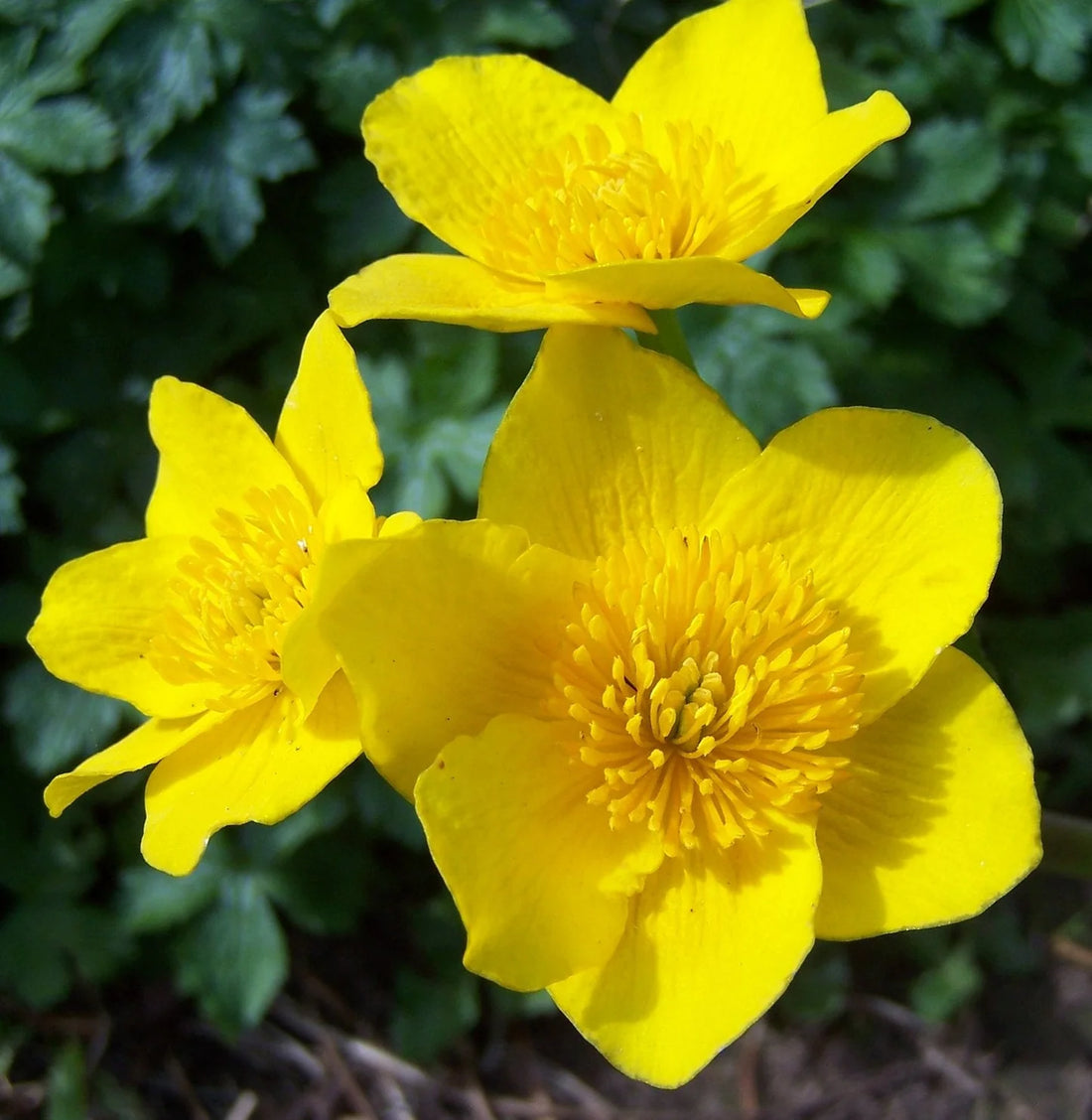Yellow Caltha flower seeds