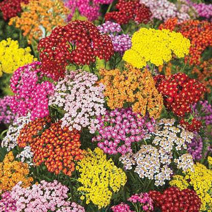Yarrow flower seeds