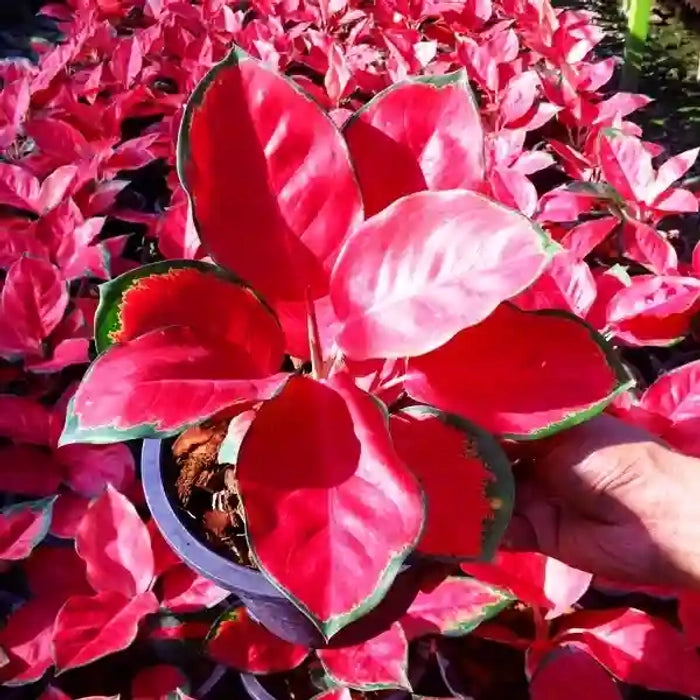 Red Aglaonema flower seeds