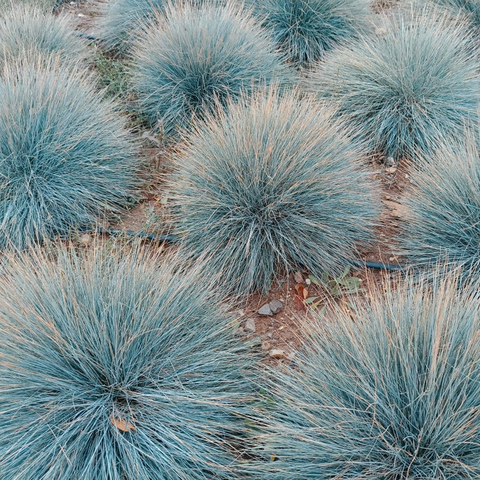 Ornamental Blue Fescue plant