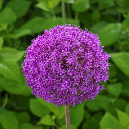 Giganteum Allium plant