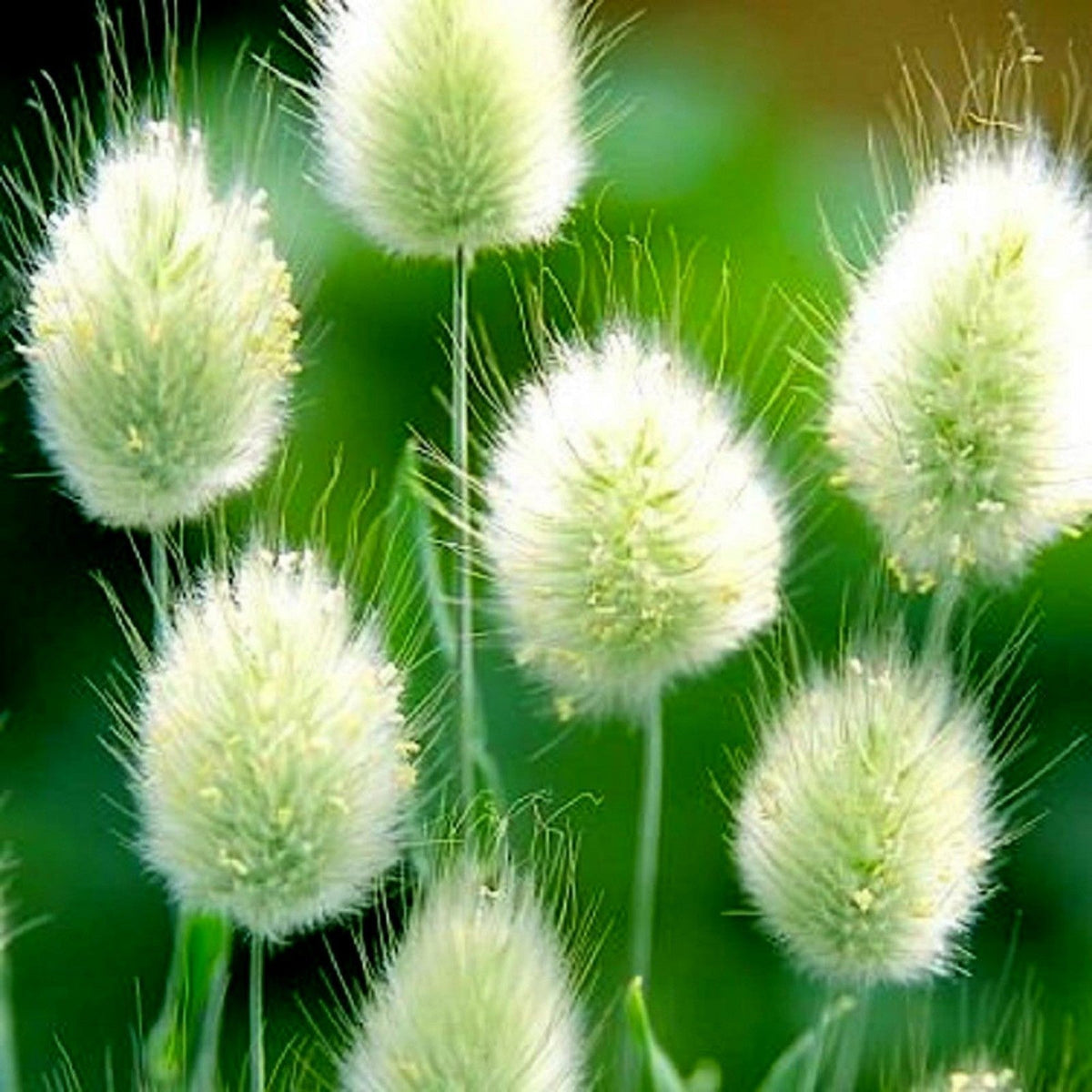 Grass Lagurus Ovatus plant