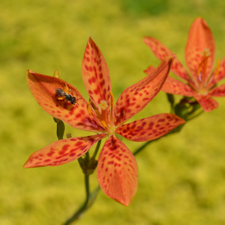 Chinensis Belamcanda plant