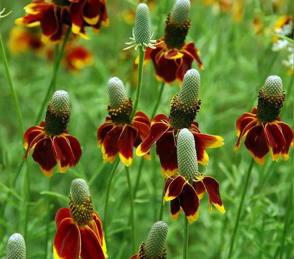 Prairie flower seeds