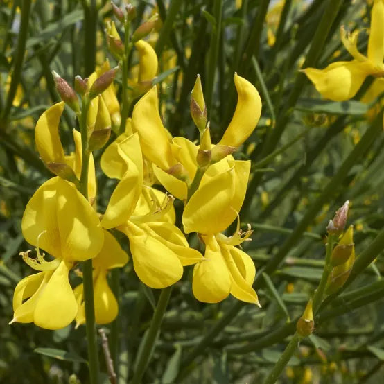 Spartium Junceum flower seeds