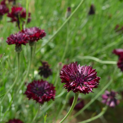 Black Bachelor Button plant